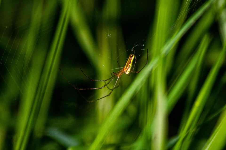 Tetragnatha