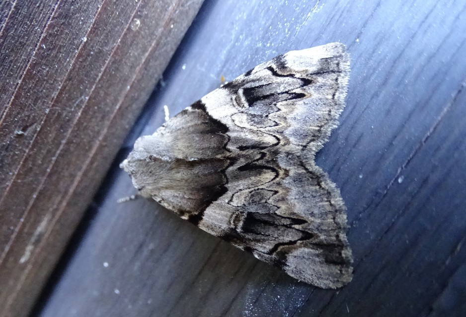 Catocala fulminea - galagonya-övesbagoly