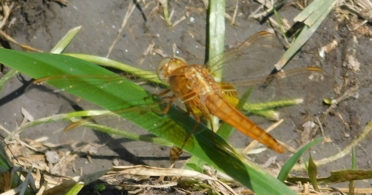 Crocothemis erythraea - skarlát szitakötő