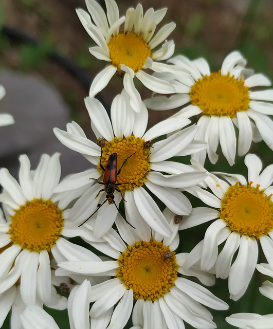 Stenurella bifasciata - kétöves karcsúcincér