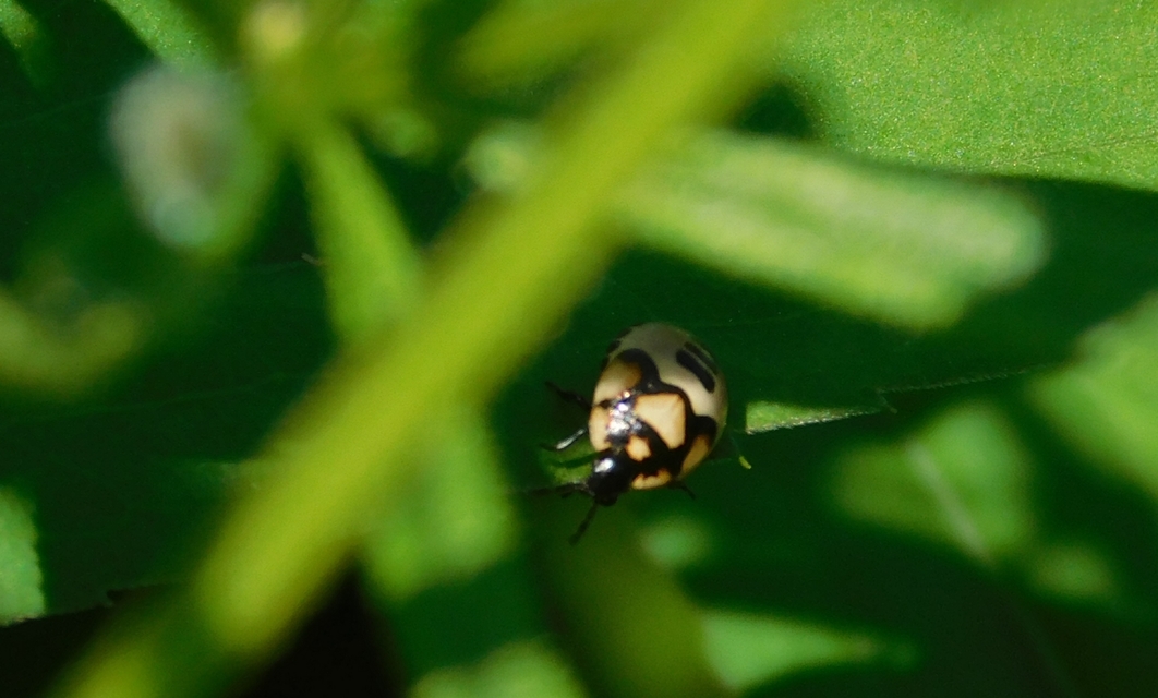 Tritomegas bicolor - foltos földipoloska