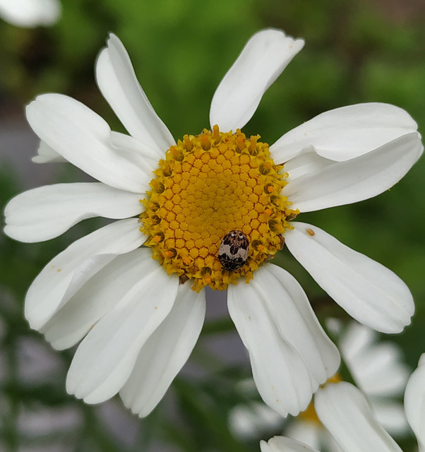 Anthrenus isabellinus