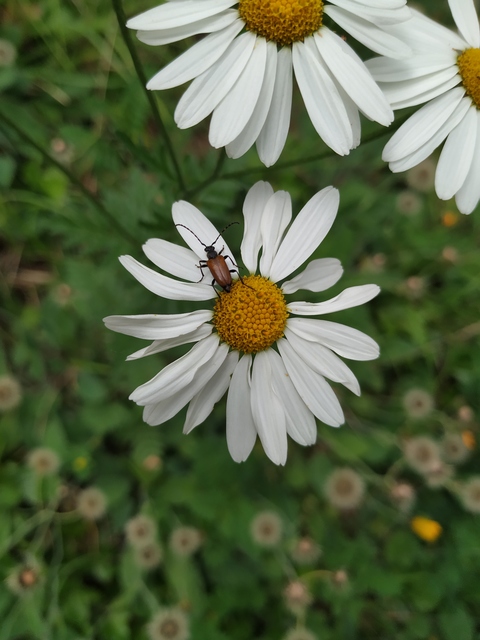 Stictoleptura maculicornis - tarkacsápú virágcincér
