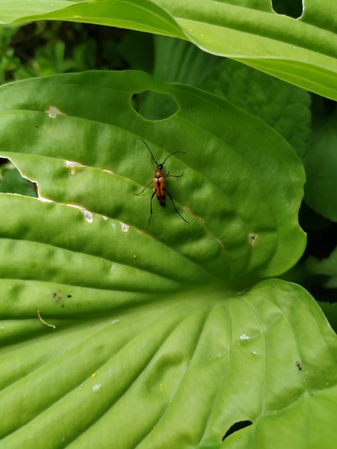 Stenurella septempunctata - hétpettyes karcsúcincér