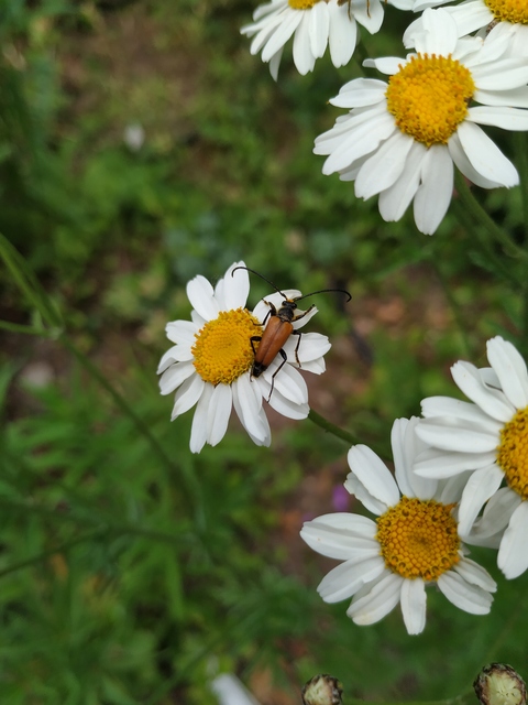 Stictoleptura fulva - vörhenyes virágcincér