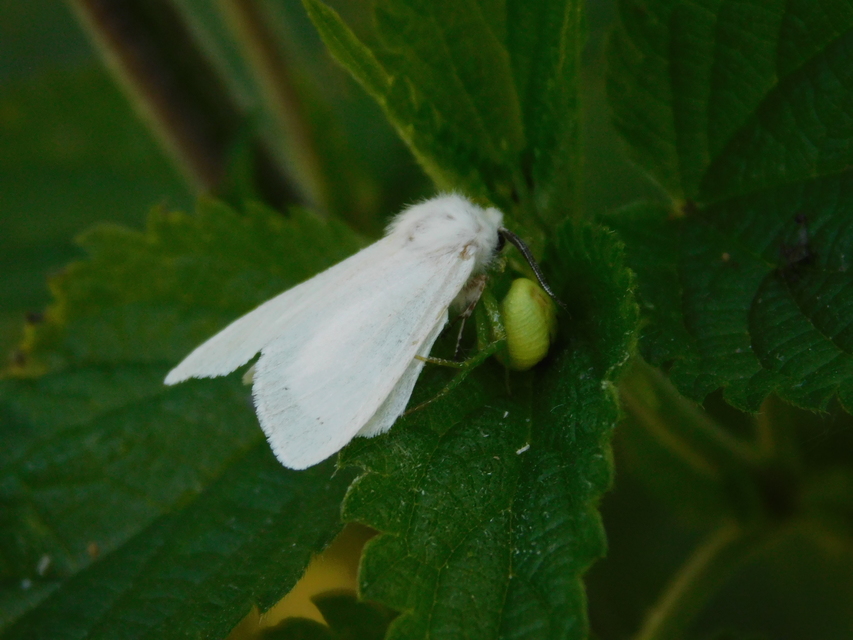 Hyphantria cunea - amerikai fehér medvelepke