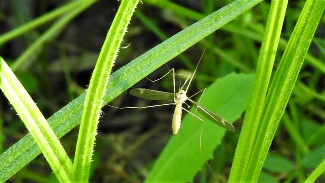 Tipula