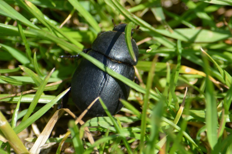 Pentodon idiota - butabogár
