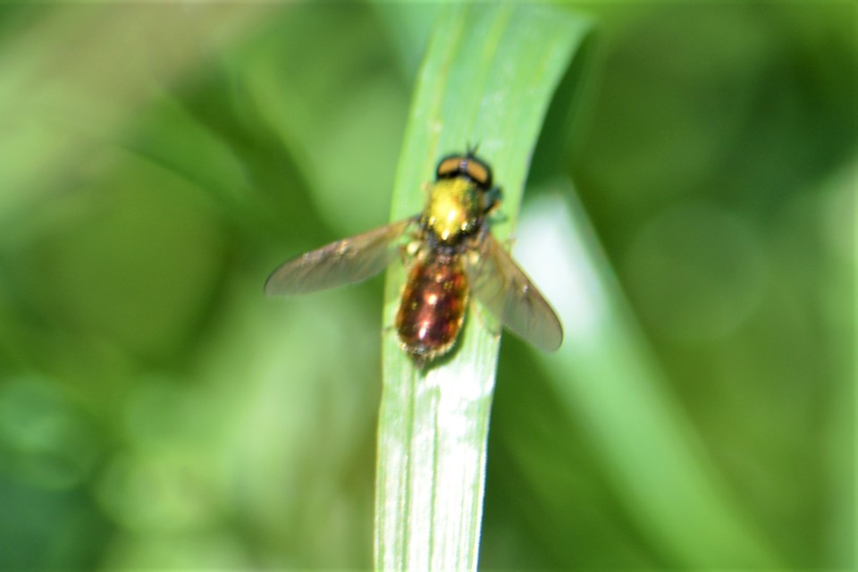 Chloromyia formosa - közönséges fémeslégy