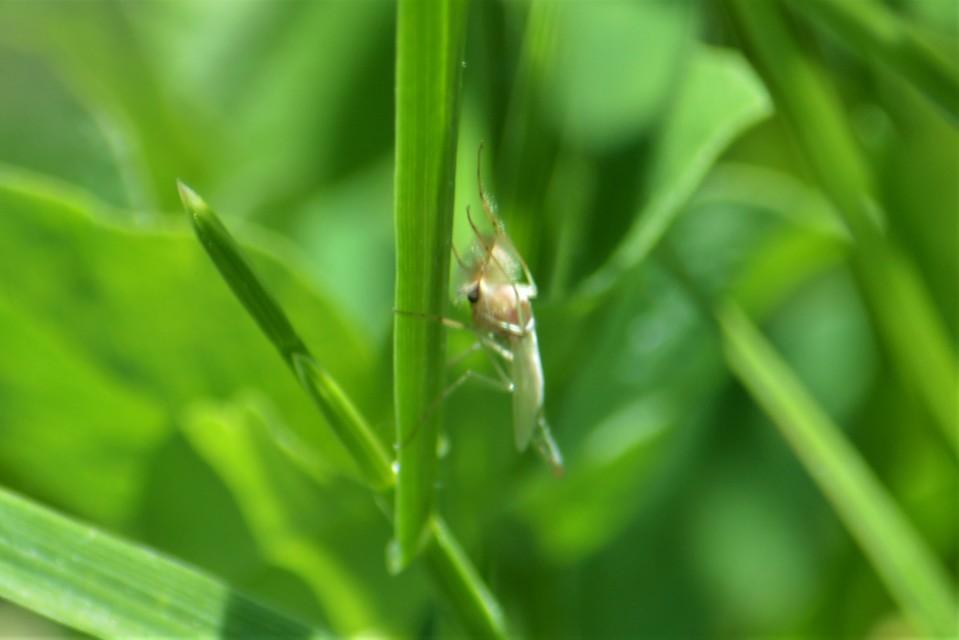 Chironomidae - árvaszúnyogok
