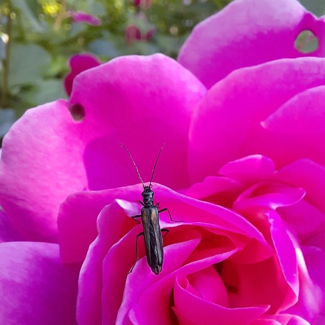 Oedemera pthysica - feketeszegélyű álcincér Oedemera pthysica - feketeszegélyű álcincér
