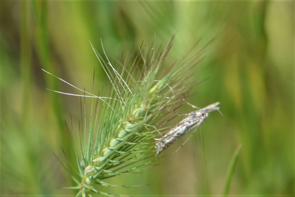Pleurota