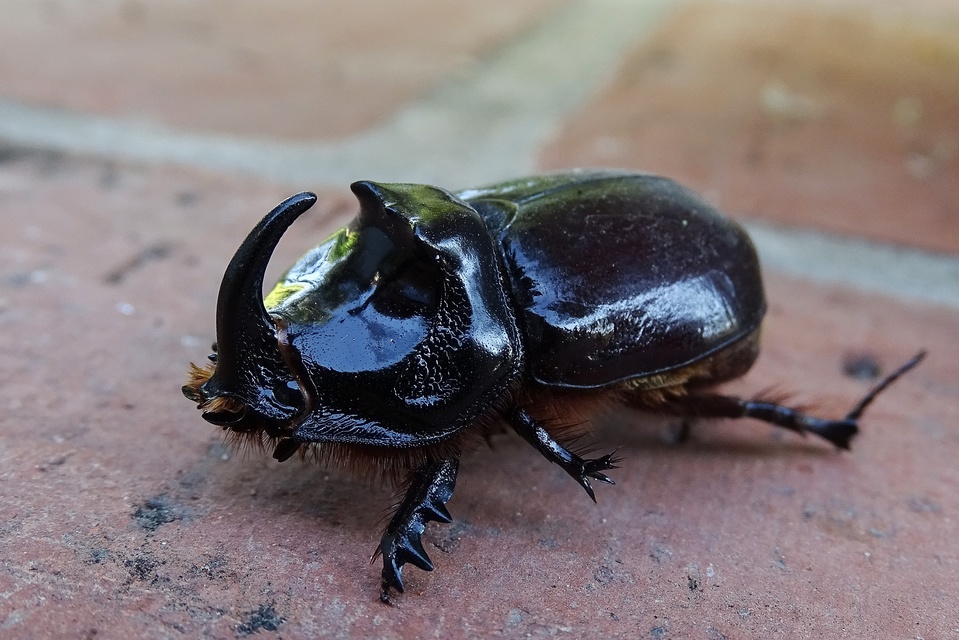Oryctes nasicornis - orrszarvú bogár