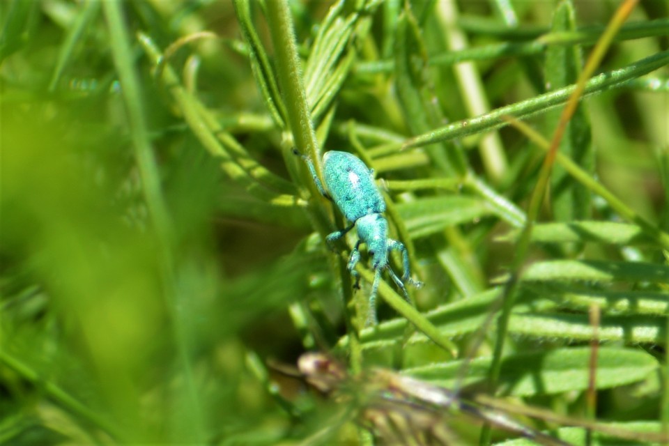 Phyllobius thalassinus - tömpeorrú levélormányos