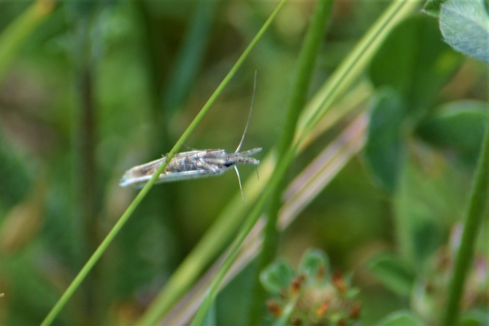 Pleurota