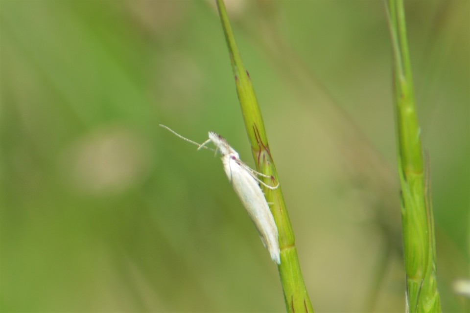 Pleurota