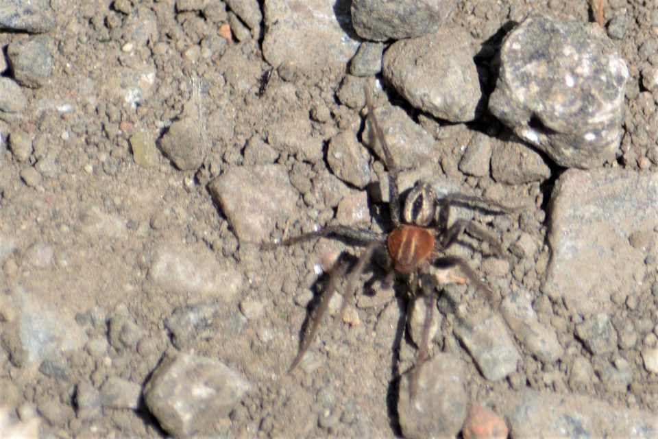 Thanatus arenarius