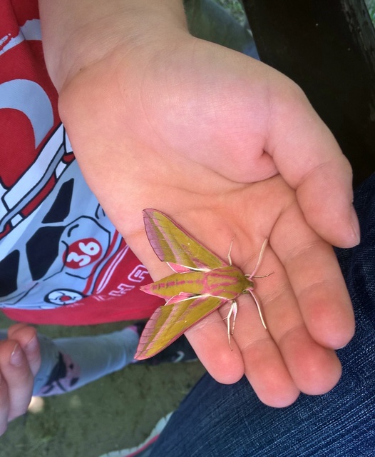 Deilephila elpenor - szőlőszender