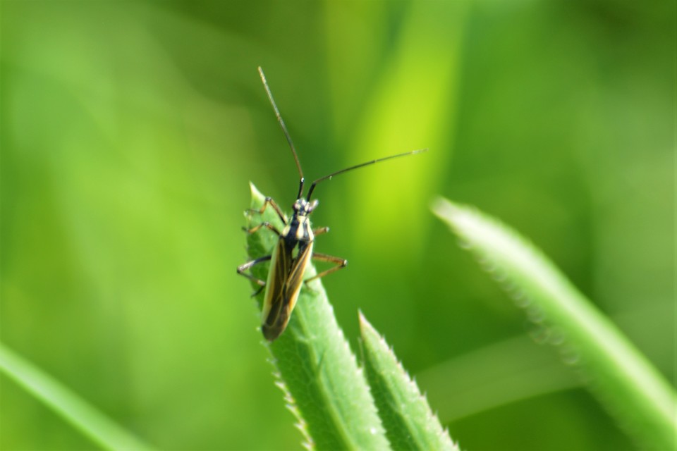 Leptopterna dolabrata - közönséges mezeipoloska