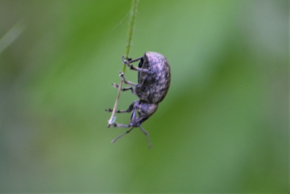 Liophloeus tessulatus - kockás barabolyormányos