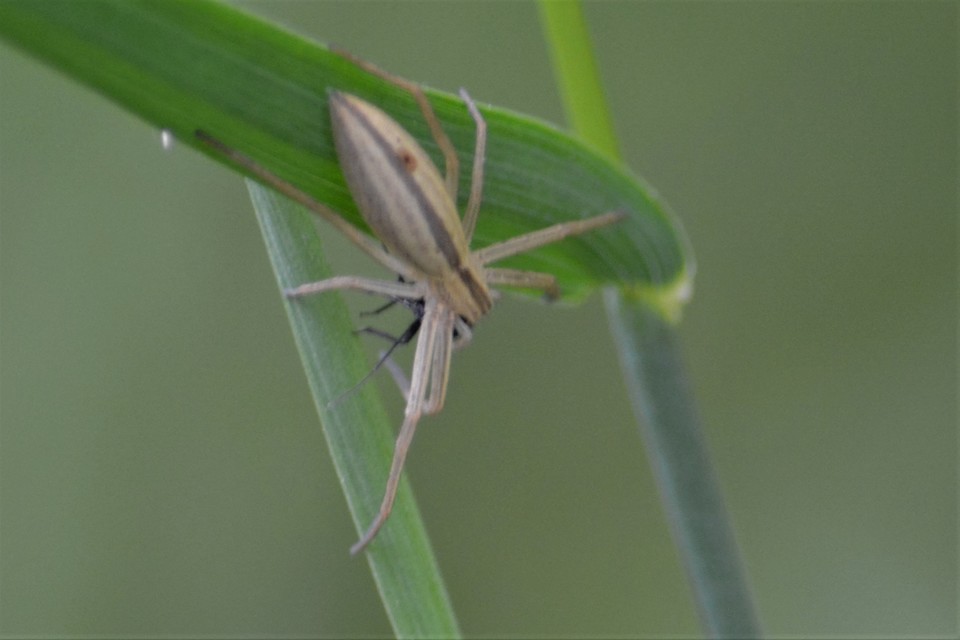 Tibellus