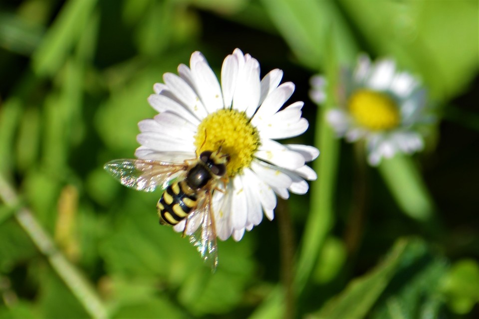 Eupeodes