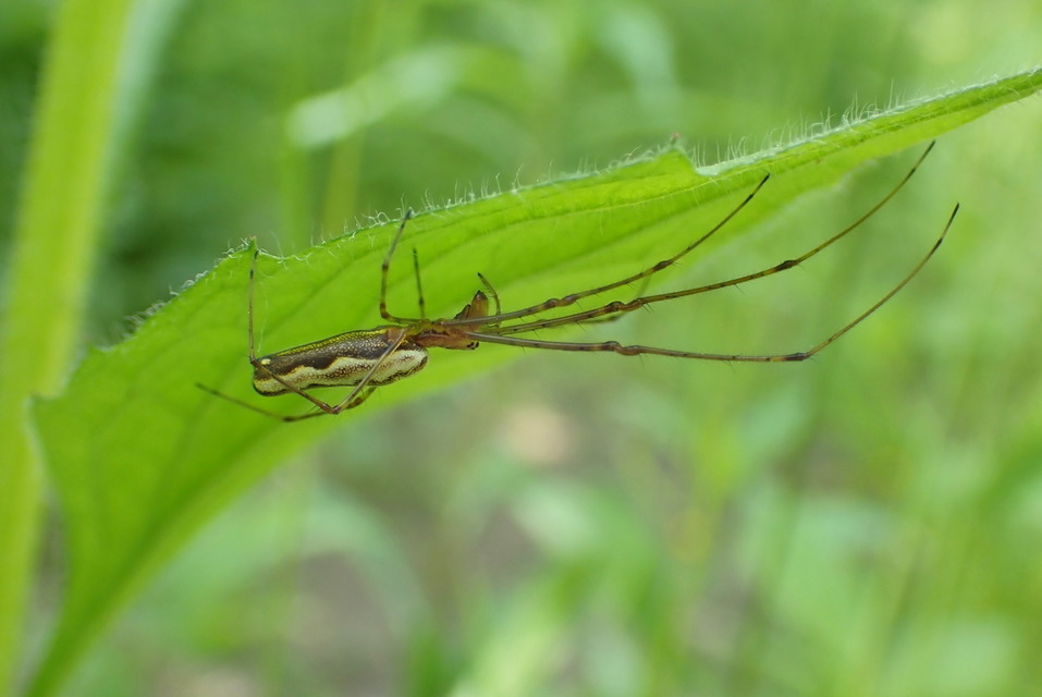 Tetragnatha