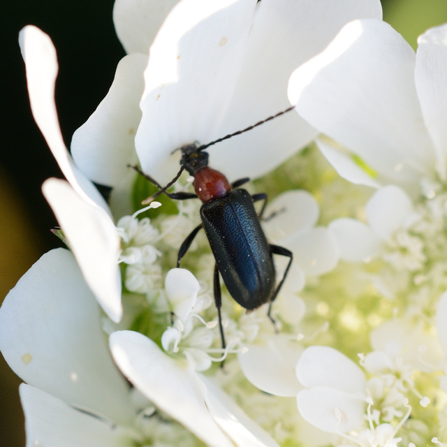 Dinoptera collaris - vörösnyakú virágcincér