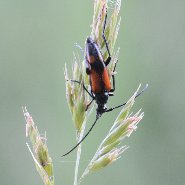 Stenurella bifasciata - kétöves karcsúcincér