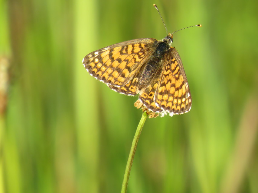 Melitaea cinxia - réti tarkalepke