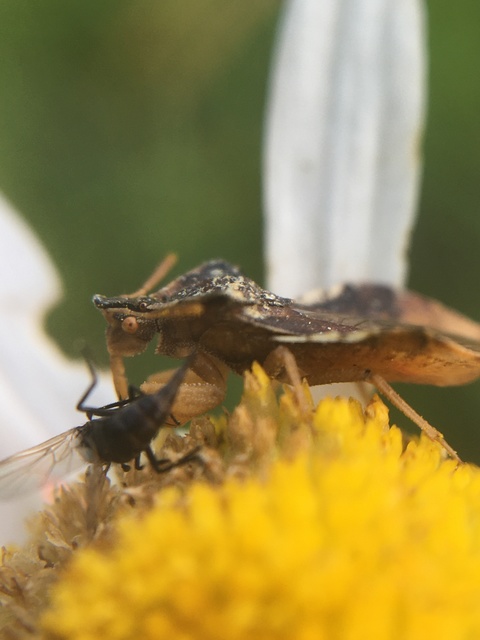 Phymata crassipes - fogólábú poloska