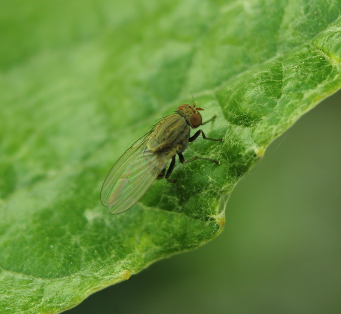Lauxaniidae - pudvalegyek