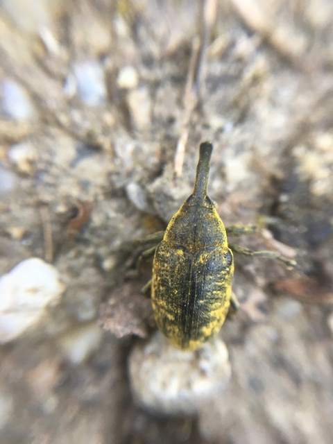 Larinus sturnus - aszat-púderbarkó