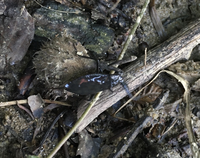 Nepa cinerea - víziskorpió