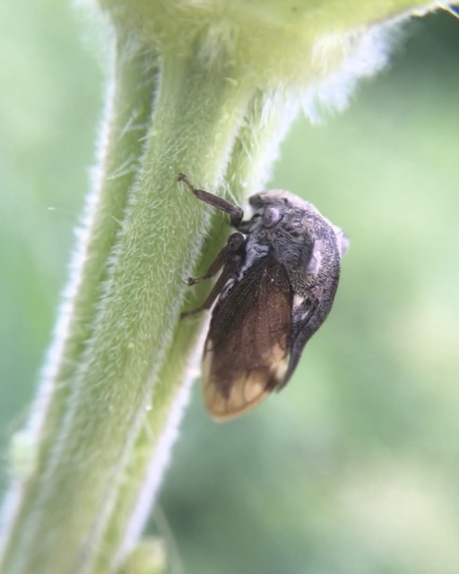 Centrotus cornutus - szarvaskabóca