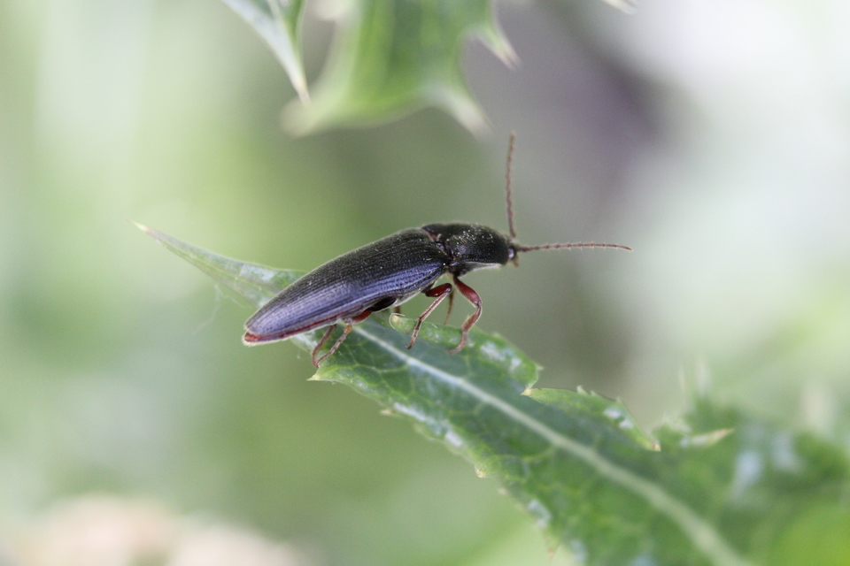 Melanotus