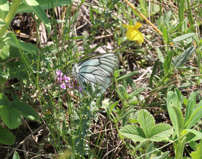 Aporia crataegi - galagonyalepke