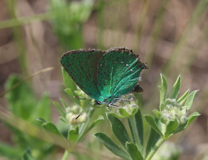 Callophrys rubi - zöldfonákú lepke
