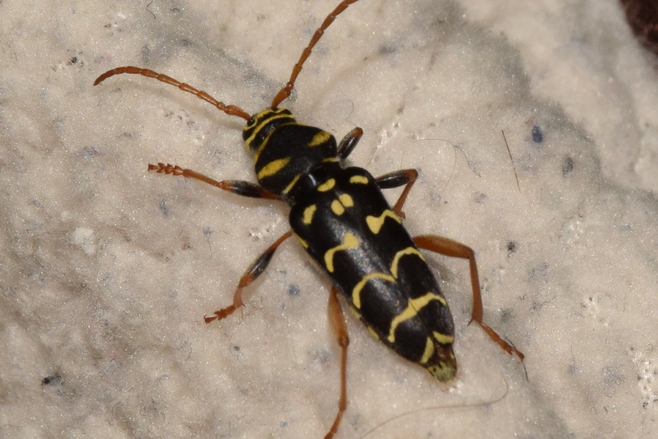 Plagionotus arcuatus - bársonyos darázscincér