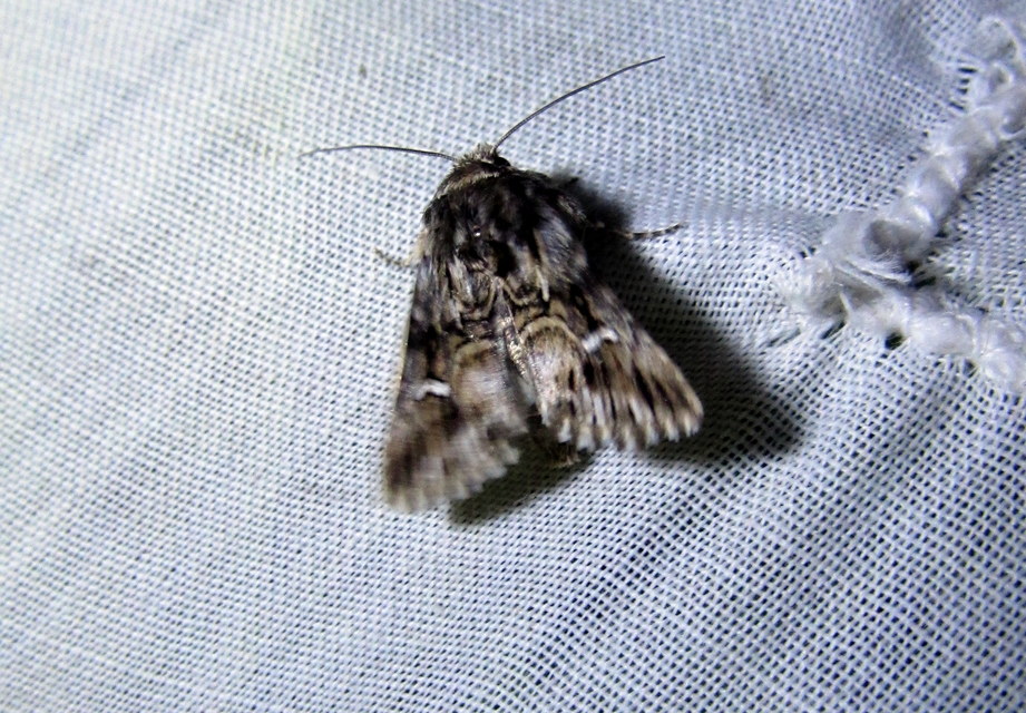 Calophasia lunula - gyújtoványfű-apróbagoly