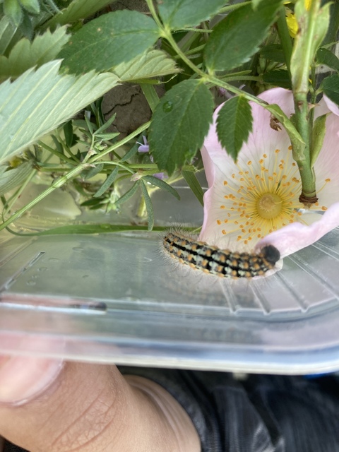 Pentophera morio - réti gyapjaslepke