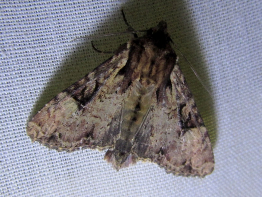 Apamea epomidion - vörösbarna dudvabagoly