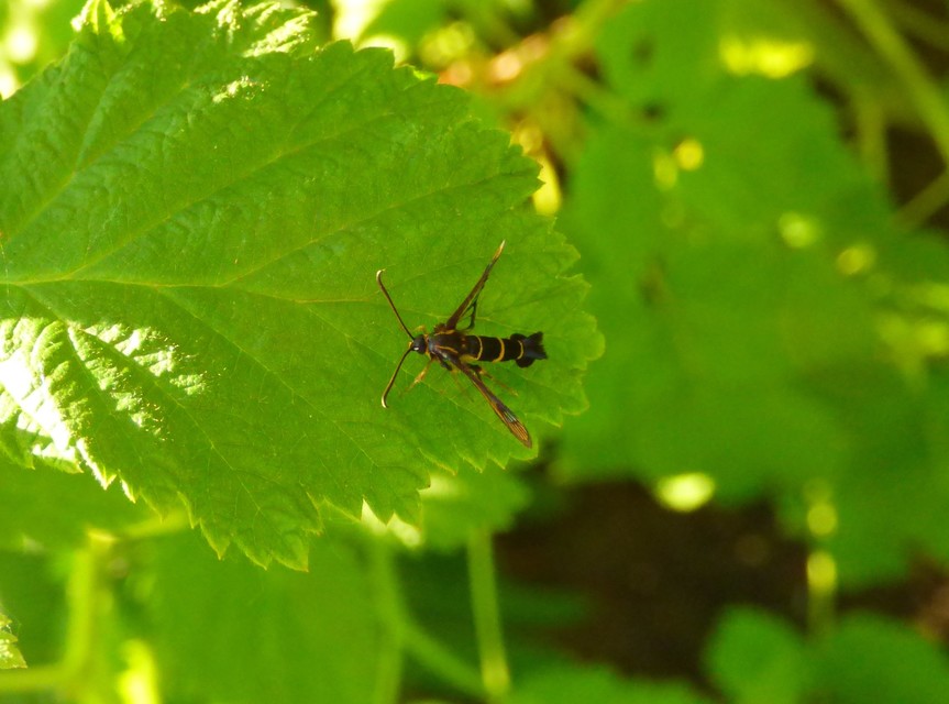 Sesiidae - szitkárfélék