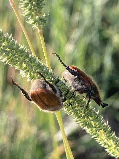 Chaetopteroplia segetum - rozsszipoly