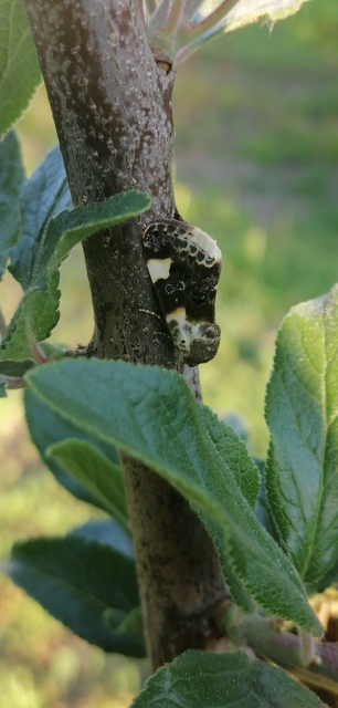 Acontia lucida - fehér nappalibagoly