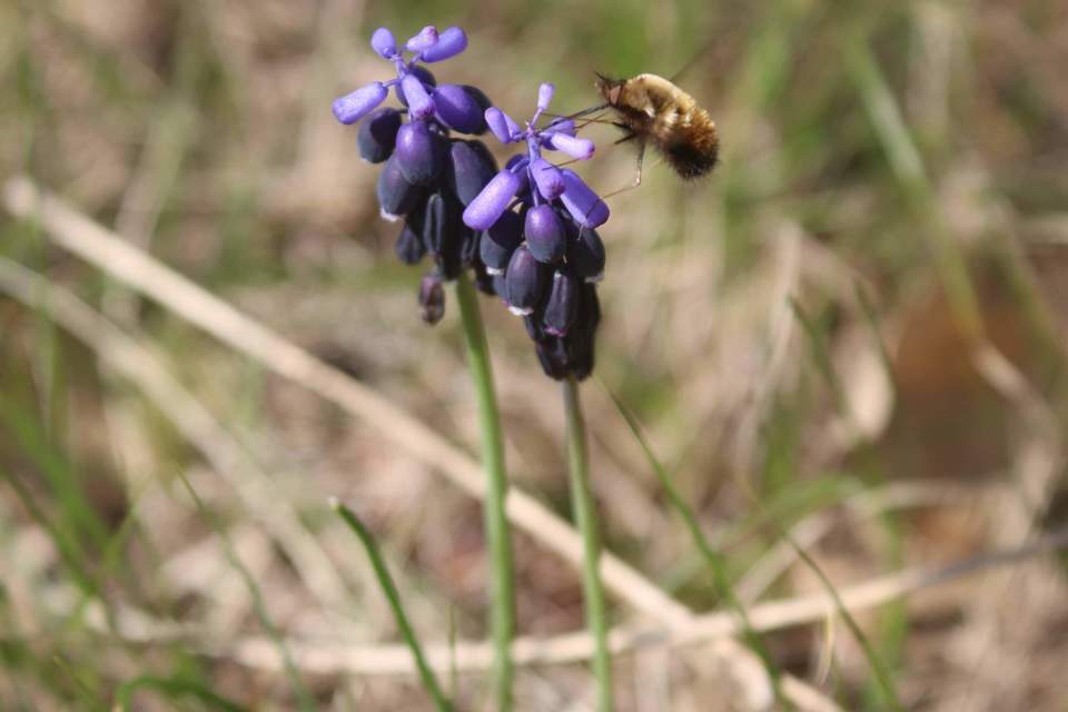 Bombylius discolor - feketefarú pöszörlégy