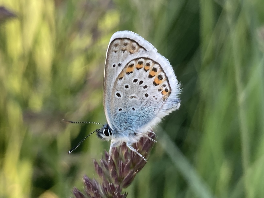 Plebejus argus - ezüstös boglárka