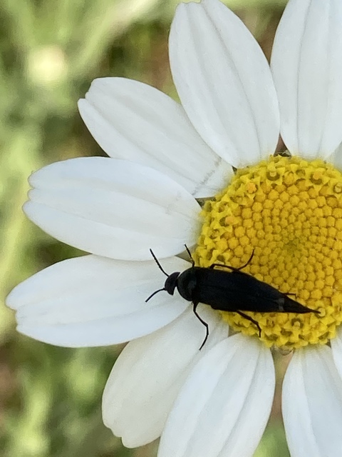 Mordellidae - marókafélék