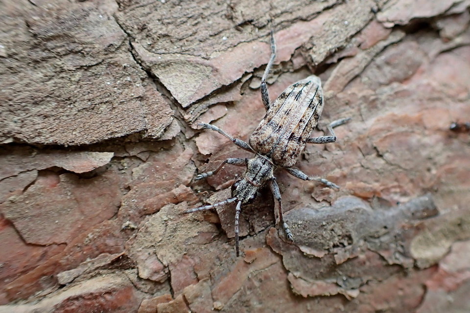 Rhagium inquisitor - fenyves-tövisescincér