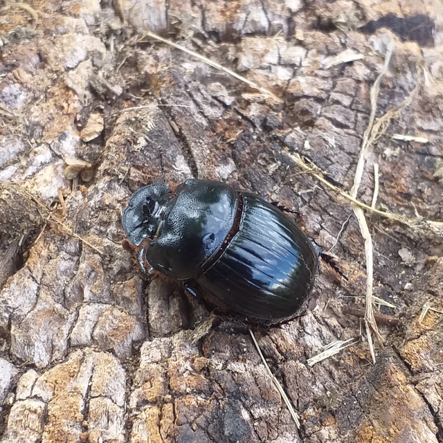 Copris lunaris - közönséges holdszarvú-ganéjtúró
